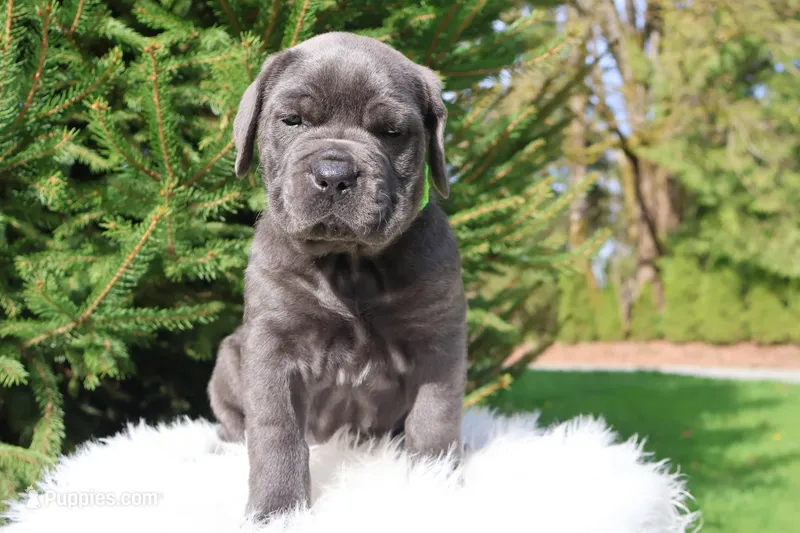 Luna – Cane Corso puppy for sale in Kent, WA