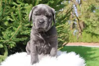 Luna, a female Cane Corso for sale in Kent, WA – 1 of 6