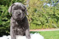 Luna, a female Cane Corso for sale in Kent, WA – 5 of 6