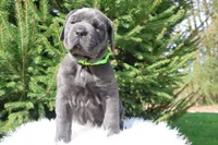 Luna, a female Cane Corso for sale in Kent, WA – 6 of 6