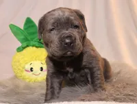 Luna, a female Cane Corso for sale in Kent, WA – Photo 2 of 7