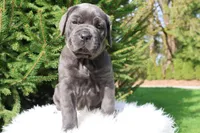 Luna, a female Cane Corso for sale in Kent, WA – 2 of 6