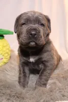 Luna, a female Cane Corso for sale in Kent, WA – Photo 5 of 7