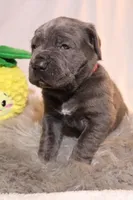 Luna, a female Cane Corso for sale in Kent, WA – Photo 7 of 7