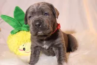 Luna, a female Cane Corso for sale in Kent, WA – Photo 4 of 7