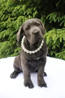 Nala, a female Cane Corso for sale in Kent, WA – 3 of 6