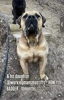 Breeding Announcement , a  American Bully and Boerboel for sale in Upper Marlboro, MD – 3 of 9