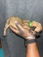 Mongo, a male American Bully and Boerboel for sale in Upper Marlboro, MD – 3 of 10