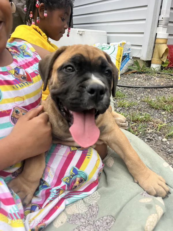 Chunk Rock – American Bulldog, Boerboel puppy for sale in Upper Marlboro, MD