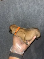 Maverick, a female American Bully and Boerboel for sale in Upper Marlboro, MD – 4 of 6