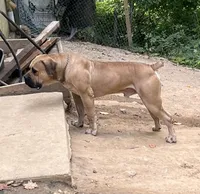 Mongo, a male American Bully and Boerboel for sale in Upper Marlboro, MD – 8 of 10