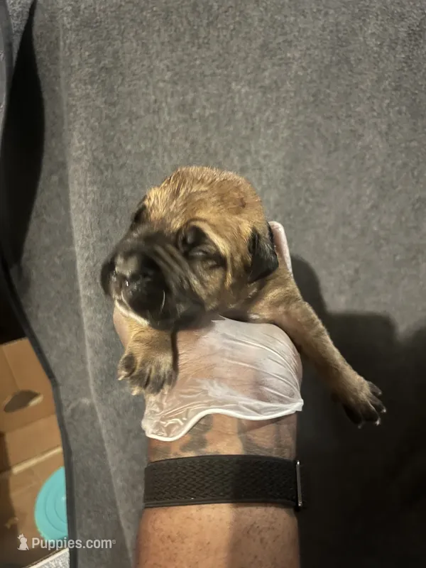 Bass Reeves – American Bully, Boerboel puppy for sale in Upper Marlboro, MD