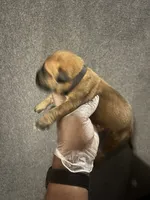 Bass Reeves, a male American Bully and Boerboel for sale in Upper Marlboro, MD – 6 of 10