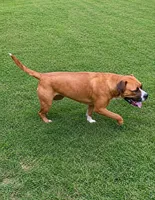 Breeding Announcement , a  American Bully and Boerboel for sale in Upper Marlboro, MD – 7 of 9