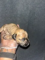 Bullet, a female American Bully and Boerboel for sale in Upper Marlboro, MD – 3 of 6