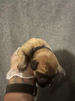 Bass Reeves, a male American Bully and Boerboel for sale in Upper Marlboro, MD – 5 of 10