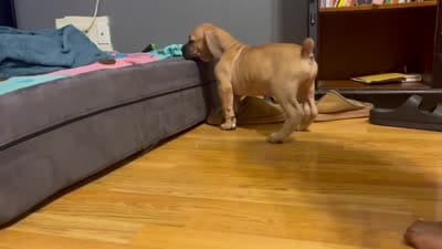 Mongo, a male American Bully and Boerboel for sale in Upper Marlboro, MD – 2 of 10
