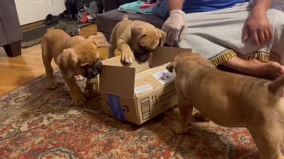 Mongo, a male American Bully and Boerboel for sale in Upper Marlboro, MD – 10 of 10