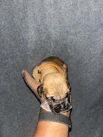 Maverick, a female American Bully and Boerboel for sale in Upper Marlboro, MD – 2 of 6