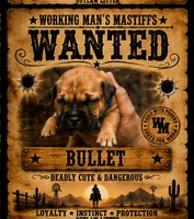Bullet, a female American Bully and Boerboel for sale in Upper Marlboro, MD – 5 of 6