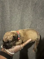 Queen of Hearts, a female American Bully and Boerboel for sale in Upper Marlboro, MD – 3 of 9