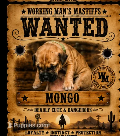 Mongo – American Bully, Boerboel puppy for sale in Upper Marlboro, MD