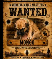 Mongo, a male American Bully and Boerboel for sale in Upper Marlboro, MD – 4 of 10
