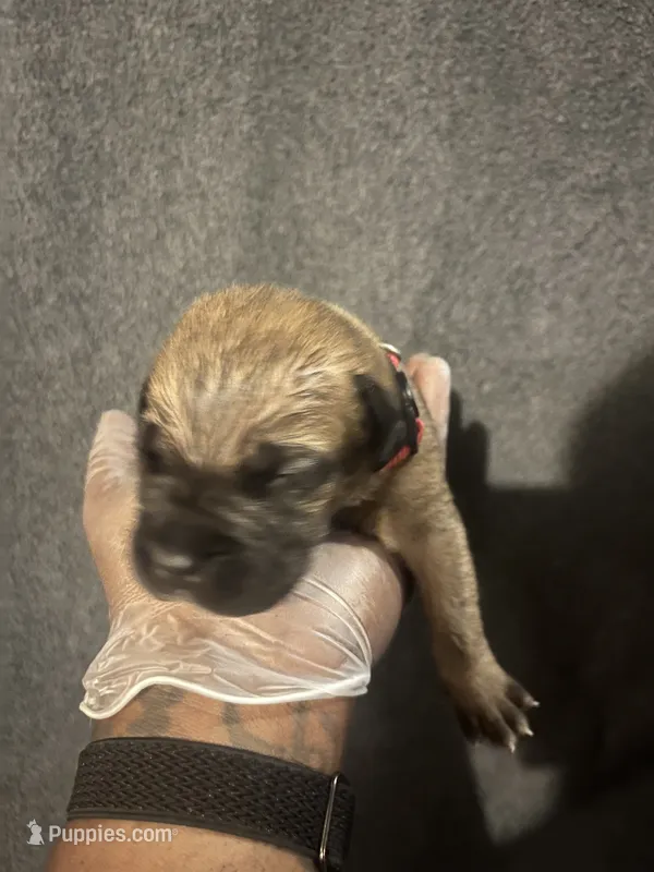 Queen of Hearts – American Bully, Boerboel puppy for sale in Upper Marlboro, MD