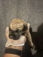 Queen of Hearts, a female American Bully and Boerboel for sale in Upper Marlboro, MD – 1 of 9