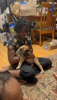 Chunk Rock, a male American Bulldog and Boerboel for sale in Upper Marlboro, MD – 2 of 7