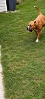 Breeding Announcement , a  American Bully and Boerboel for sale in Upper Marlboro, MD – 8 of 9