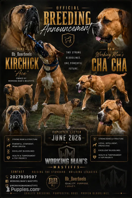 Breeding Announcement  – American Bully, Boerboel puppy for sale in Upper Marlboro, MD