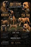 Breeding Announcement , a  American Bully and Boerboel for sale in Upper Marlboro, MD – 1 of 9