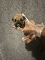 Bossy, a female American Bully and Boerboel for sale in Upper Marlboro, MD – 3 of 5