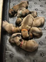 Breeding Announcement , a male American Bully and Boerboel for sale in Upper Marlboro, MD – 8 of 9