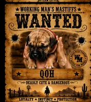 Queen of Hearts, a female American Bully and Boerboel for sale in Upper Marlboro, MD – 4 of 9