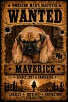 Maverick, a female American Bully and Boerboel for sale in Upper Marlboro, MD – 5 of 6