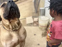 Breeding Announcement , a  American Bully and Boerboel for sale in Upper Marlboro, MD – 5 of 9