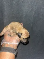 Bullet, a female American Bully and Boerboel for sale in Upper Marlboro, MD – 2 of 6