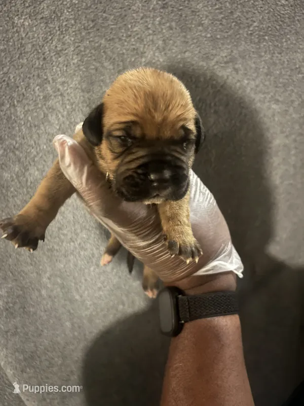 Calamity Jane – American Bully, Boerboel puppy for sale in Upper Marlboro, MD