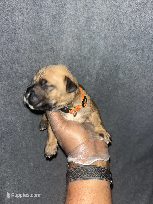 Maverick – American Bully, Boerboel puppy for sale in Upper Marlboro, MD