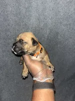 Maverick, a female American Bully and Boerboel for sale in Upper Marlboro, MD – 1 of 6