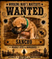 Sancho, a male American Bully and Boerboel for sale in Upper Marlboro, MD – 4 of 9