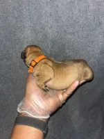 Maverick, a female American Bully and Boerboel for sale in Upper Marlboro, MD – 3 of 6