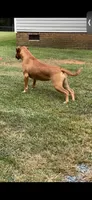 Breeding Announcement , a  American Bully and Boerboel for sale in Upper Marlboro, MD – 9 of 9