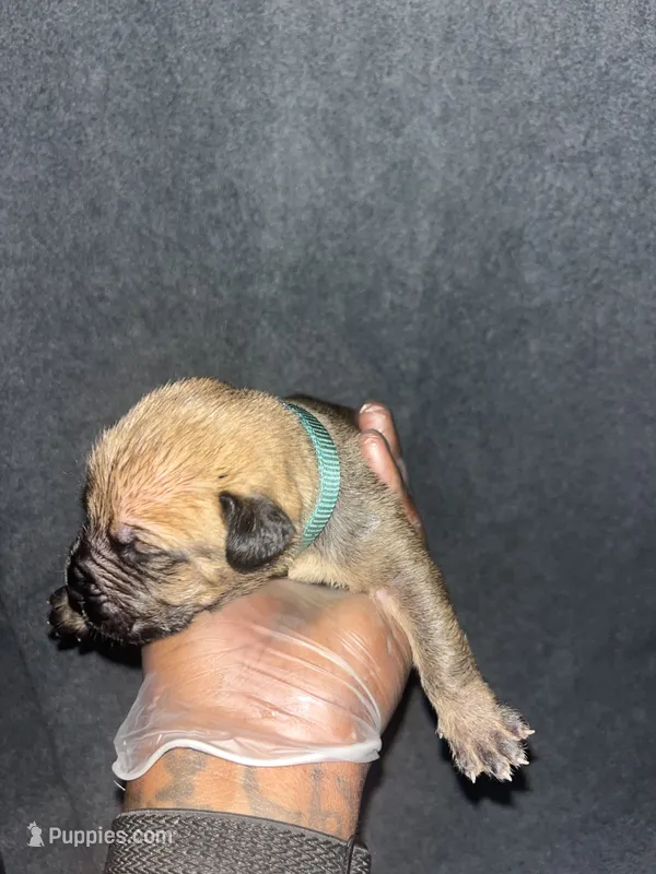 Sancho – American Bully, Boerboel puppy for sale in Upper Marlboro, MD