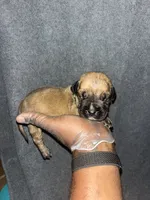 Mongo, a male American Bully and Boerboel for sale in Upper Marlboro, MD – 2 of 10