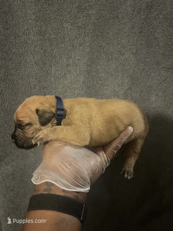 Billy The Kid – American Bully, Boerboel puppy for sale in Upper Marlboro, MD