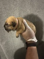 Calamity Jane, a female American Bully and Boerboel for sale in Upper Marlboro, MD – 2 of 10