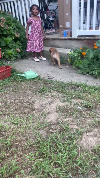 Chunk Rock, a male American Bulldog and Boerboel for sale in Upper Marlboro, MD – 6 of 7